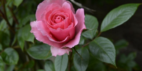 Jak rostou růže v oblasti země - funkce péče o květiny